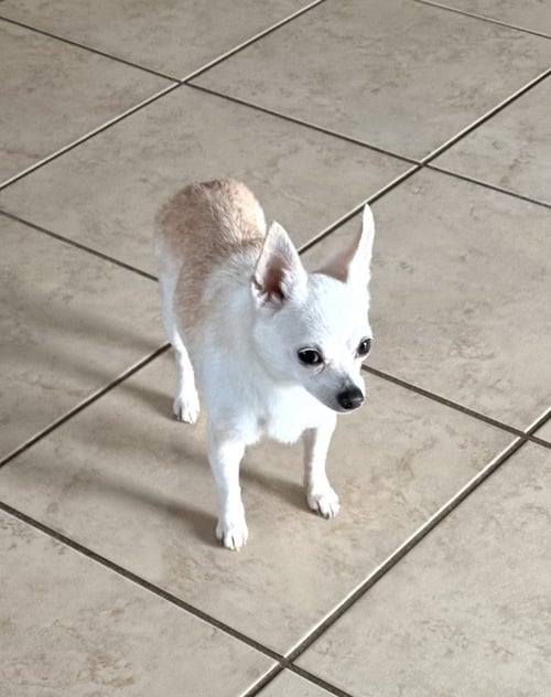 CC- TINY SWEETHEART - Chihuahua available for adoption