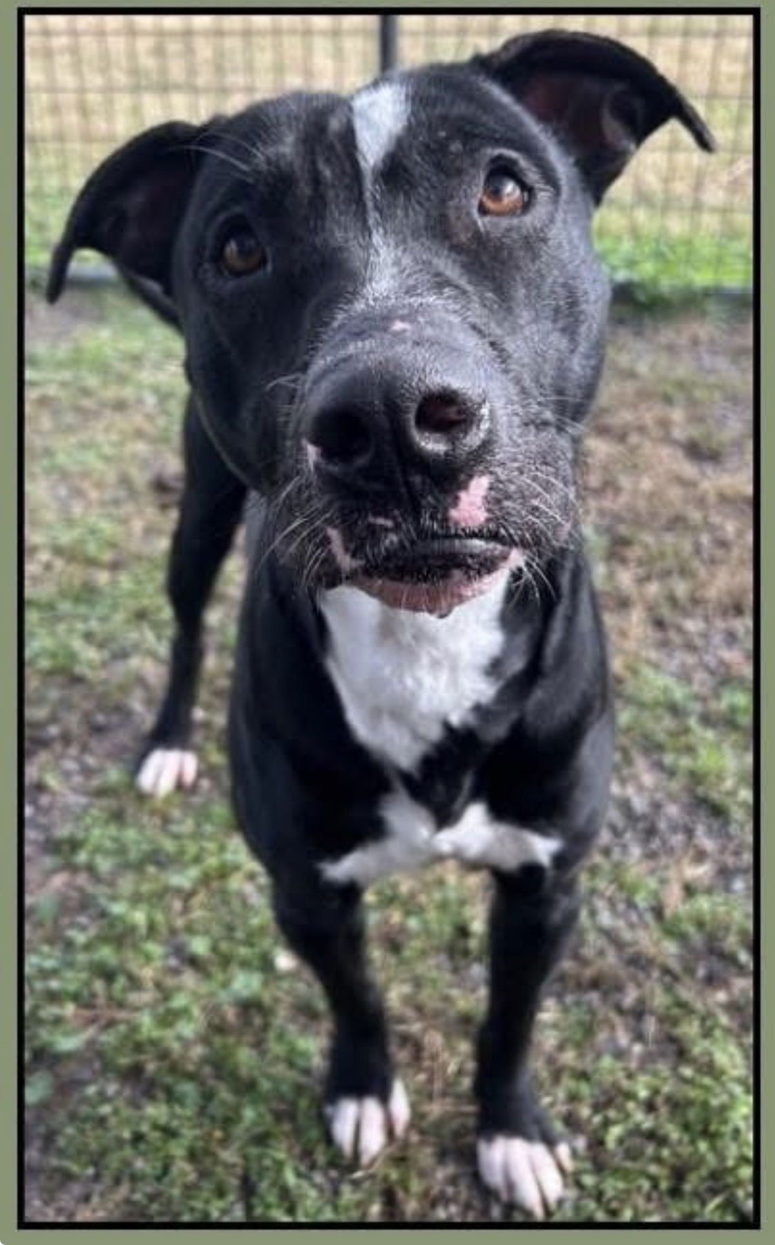 OLIVER- BEST PAL - American Staffordshire Terrier / Staffordshire Bull Terrier available for adoption