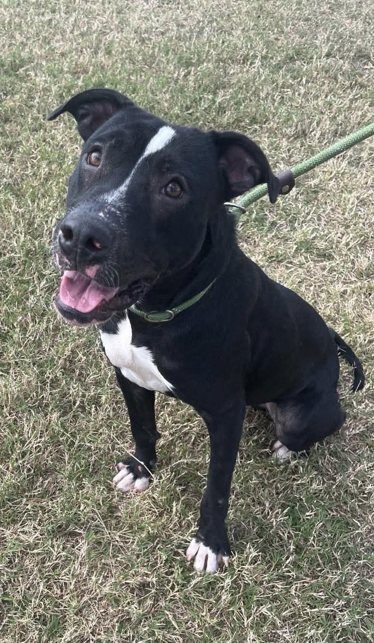 OLIVER- BEST PAL - American Staffordshire Terrier / Staffordshire Bull Terrier available for adoption