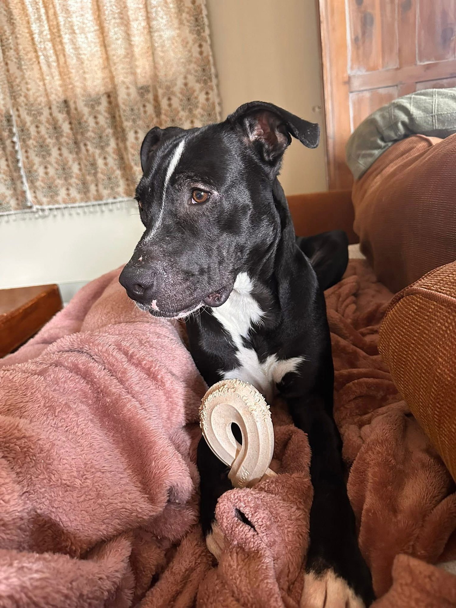 Oliver- best pal - Photo 3