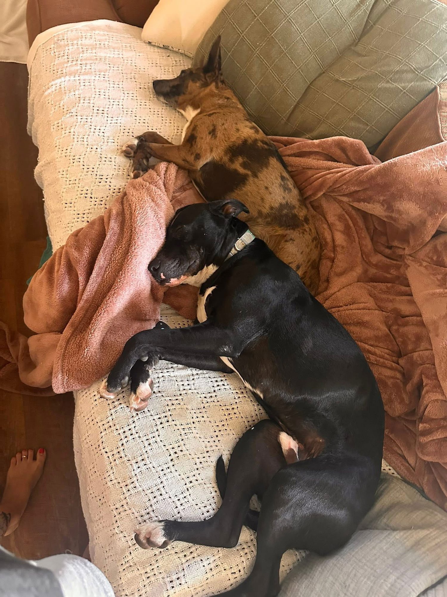 Oliver- best pal - Photo 4