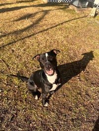 Oliver - your best pal - Photo 10