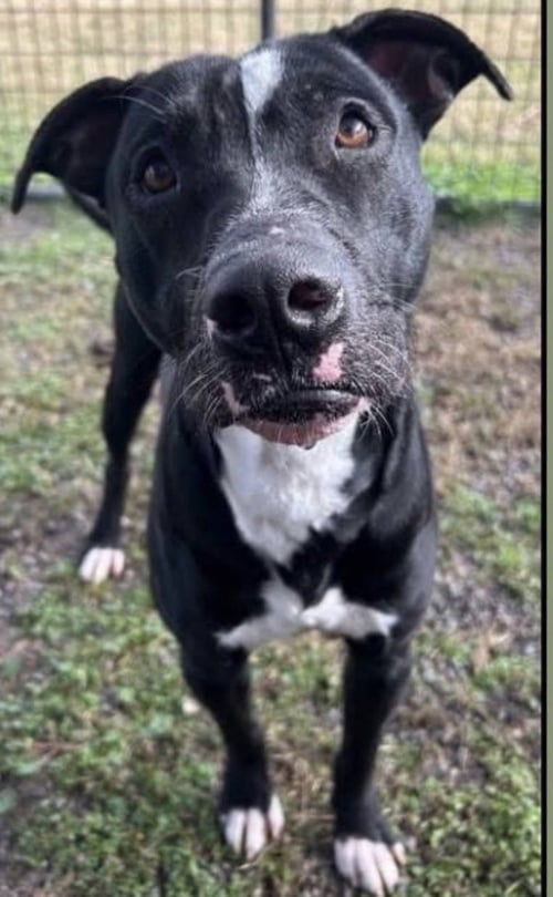 OLIVER - YOUR BEST PAL - American Pit Bull Terrier available for adoption