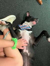 Oliver - your best pal - Photo 8
