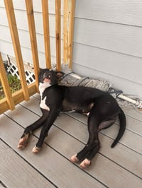 Oliver - your best pal - Photo 5