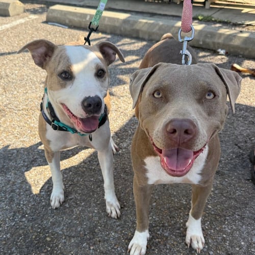 SCAR AND BUBBA- BONDED BROTHERS - American Pit Bull Terrier available for adoption