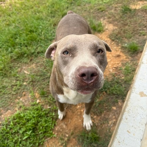SCAR AND BUBBA- BONDED BROTHERS - American Pit Bull Terrier available for adoption