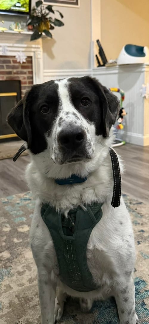 JACK - JUST NEEDS A PARTNER!