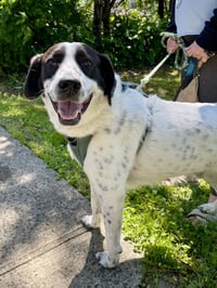 Jack - Just needs a partner! - Photo 2