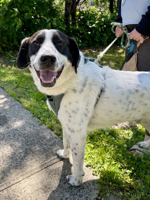 JACK - JUST NEEDS A PARTNER! - Border Collie / Pointer available for adoption