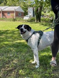 Jack - Just needs a partner! - Photo 3