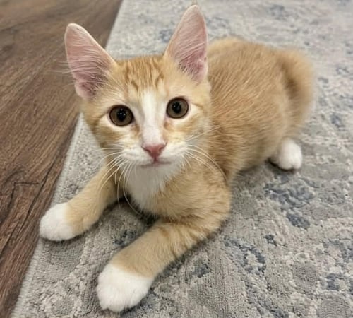 ROLLIE - Domestic Short Hair available for adoption