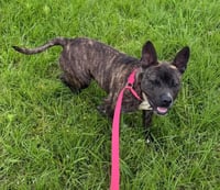 Vandal- beautiful brindle boy - Photo 10