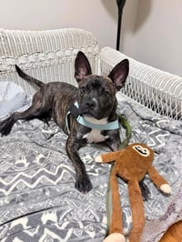 Vandal- beautiful brindle boy - Photo 2