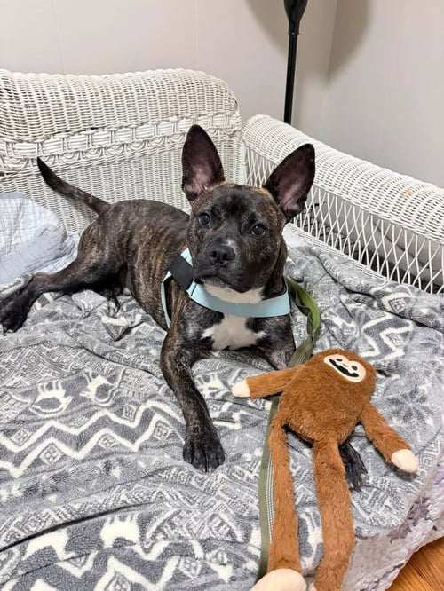 VANDAL- BEAUTIFUL BRINDLE BOY - American Staffordshire Terrier / Cattle Dog available for adoption