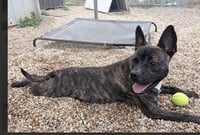 Vandal- beautiful brindle boy - Photo 11