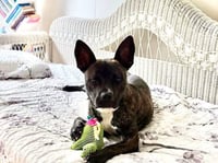 Vandal- beautiful brindle boy - Photo 9