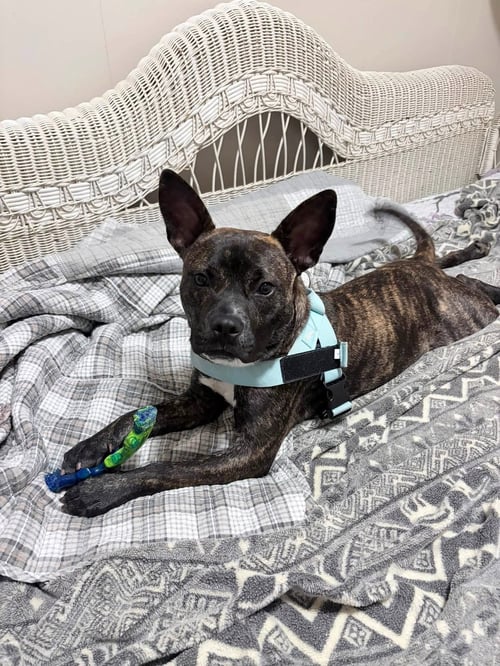 VANDAL- BEAUTIFUL BRINDLE BOY - American Staffordshire Terrier / Cattle Dog available for adoption