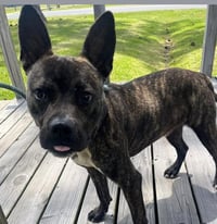 Vandal- beautiful brindle boy - Photo 6