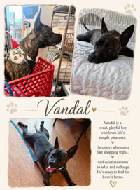 Vandal- beautiful brindle boy - Photo 7