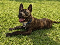 Vandal- beautiful brindle boy - Photo 4