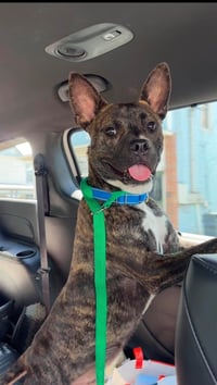 Vandal- beautiful brindle boy - Photo 3