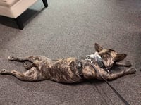 Vandal- beautiful brindle boy - Photo 8