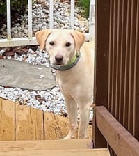 Toby - Totally Pawsome! - Photo 14