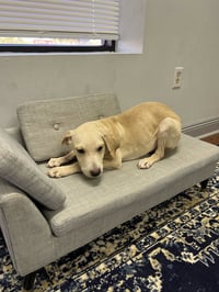 Toby - Totally Pawsome! - Photo 18