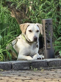 Toby - Totally Pawsome! - Photo 9