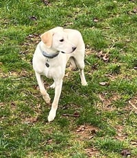 Toby - Totally Pawsome! - Photo 16