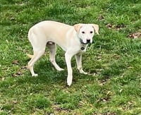 Toby - Totally Pawsome! - Photo 15