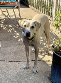 Toby - Totally Pawsome! - Photo 6