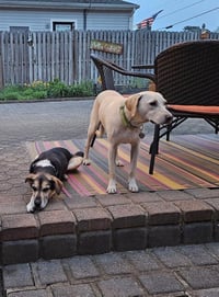 Toby - Totally Pawsome! - Photo 4