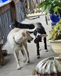 Toby - Totally Pawsome! - Photo 19