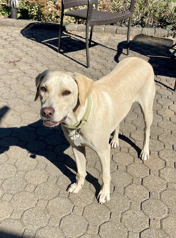 Toby - Totally Pawsome! Image
