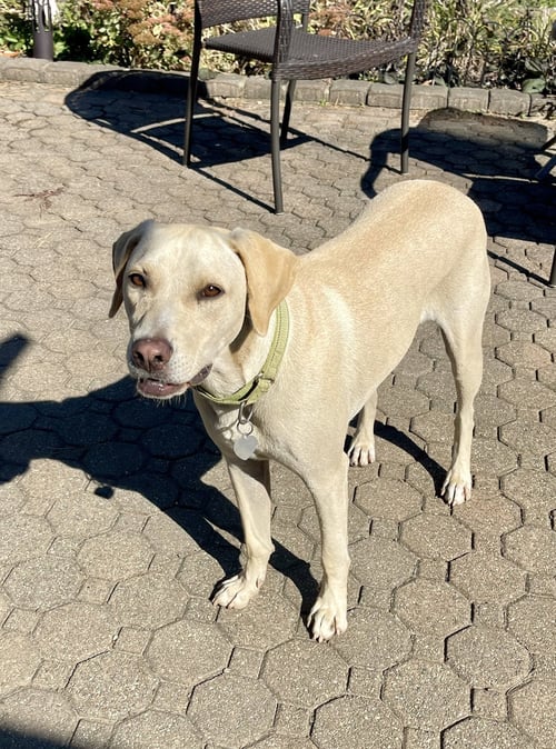 TOBY - TOTALLY PAWSOME! - Labrador Retriever available for adoption