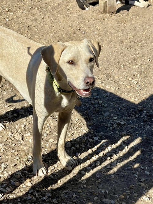 TOBY - TOTALLY PAWSOME! - Labrador Retriever available for adoption