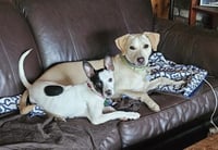 Toby - Totally Pawsome! - Photo 12