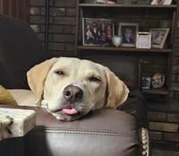Toby - Totally Pawsome! - Photo 10