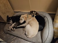 Toby - Totally Pawsome! - Photo 11