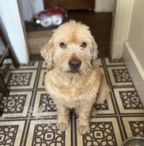 ARTHUR- SMART SPUNKY SENIOR - Labrador Retriever / Poodle (Standard) available for adoption