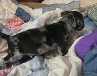 Alfie- the A Litter - Photo 5