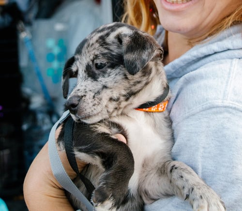 ALFIE- THE A LITTER - Cairn Terrier available for adoption