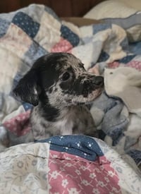 Alfie- the A Litter - Photo 4