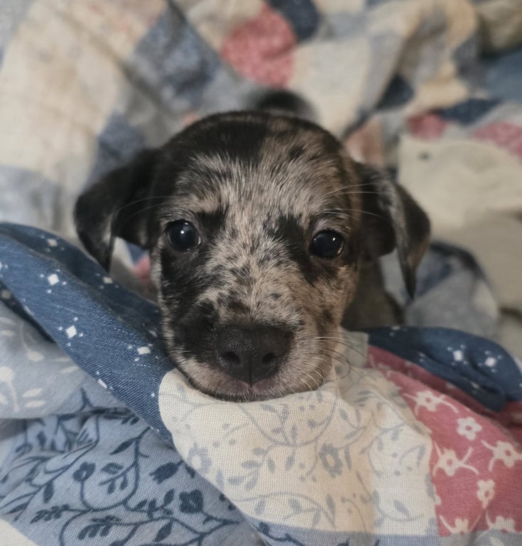 Alfie- the A Litter Image