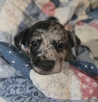 Alfie- the A Litter - Photo 1
