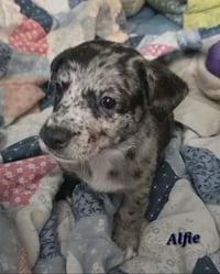 Alfie- the A Litter - Photo 3