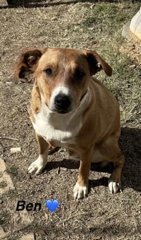 Ben- Beautiful boy! - Photo 1