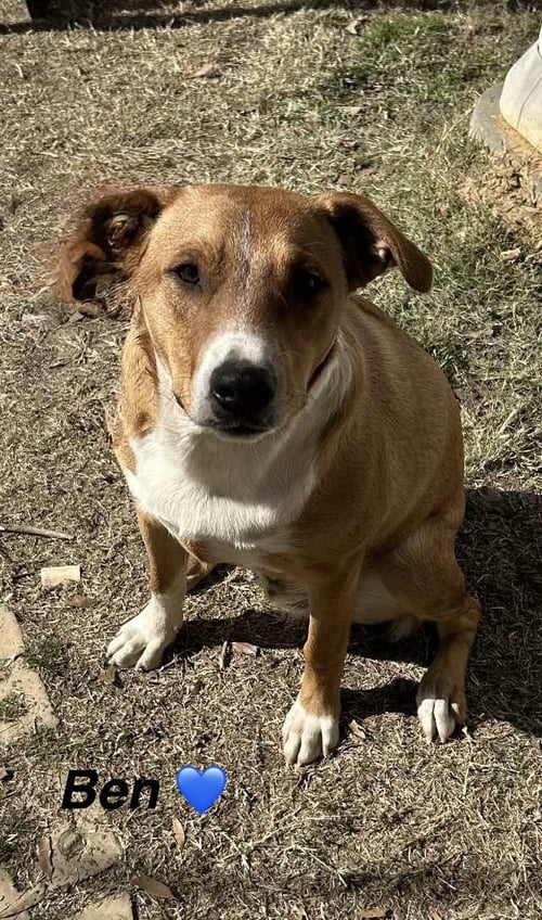 BEN- BEAUTIFUL BOY! - Mountain Cur / Shepherd available for adoption